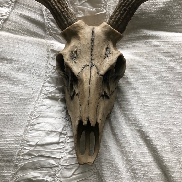 Antler Wall Decor - Picture 2 of 6